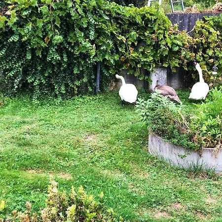 Apartment Wohnen Direkt An Mosel Und Goldbach