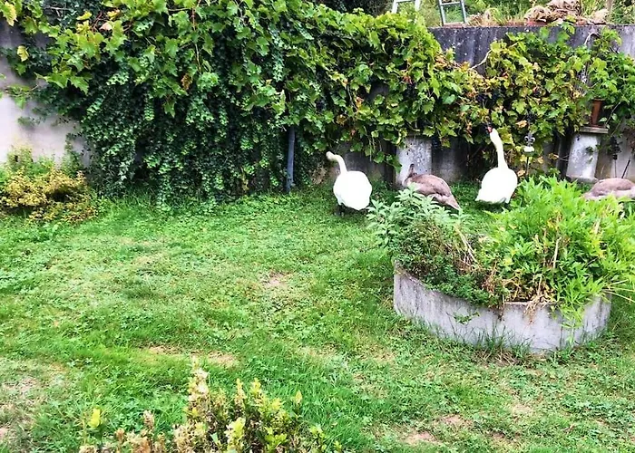 Apartamento Wohnen Direkt An Mosel Und Goldbach